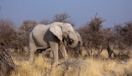 safari-botswana