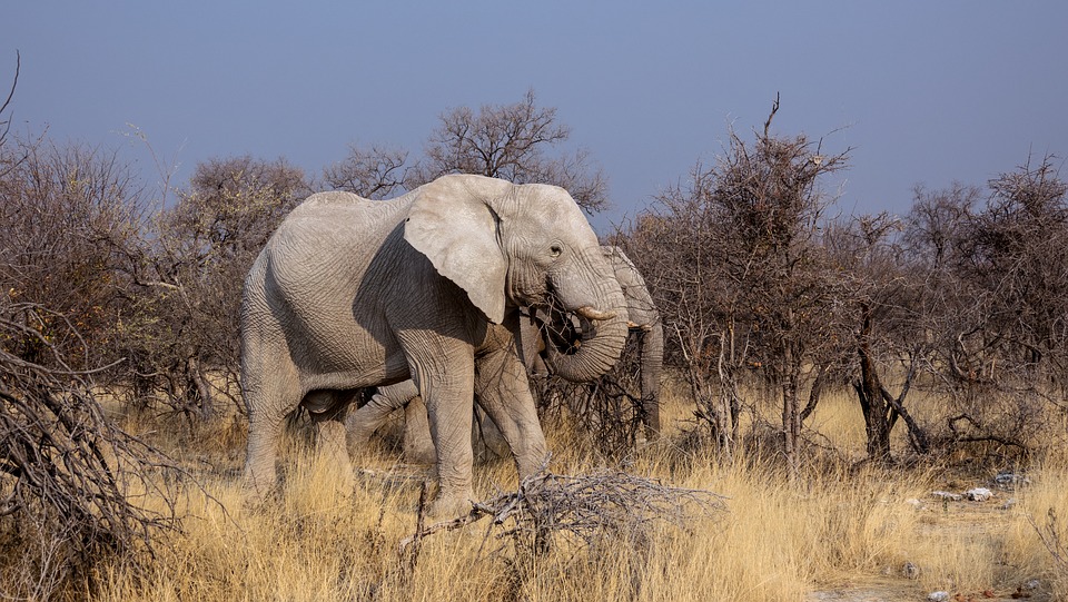 safari-botswana